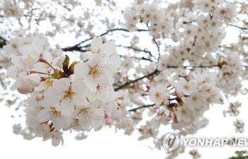 '여기는 이제야 벚꽃 세상'…남원 지리산둘레길서 8일 축제 개막