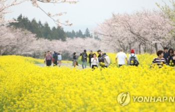 '봄의 향연' 서귀포유채꽃축제 31일 개막