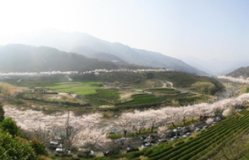 영호남 화합 상징 하동 화개장터 벚꽃축제 4년 만에 개최