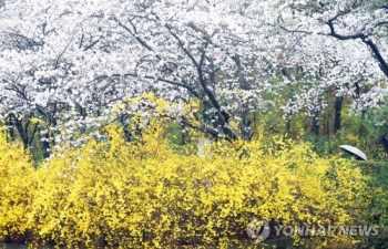 수도권 봄꽃 예년보다 빨리 개화…4년 만에 돌아온 봄꽃축제