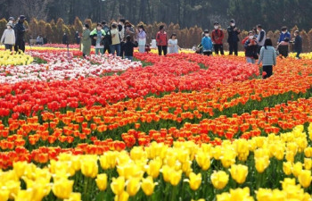 신안 섬 정원서 봄꽃 향기 따라 형형색색 튤립 향연