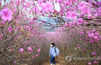 "벚꽃 지니 진달래가 활짝"…9일 밀양 종남산 진달래 축제
